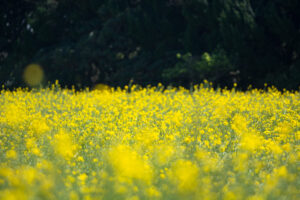 介護施設の近くにあるお花畑